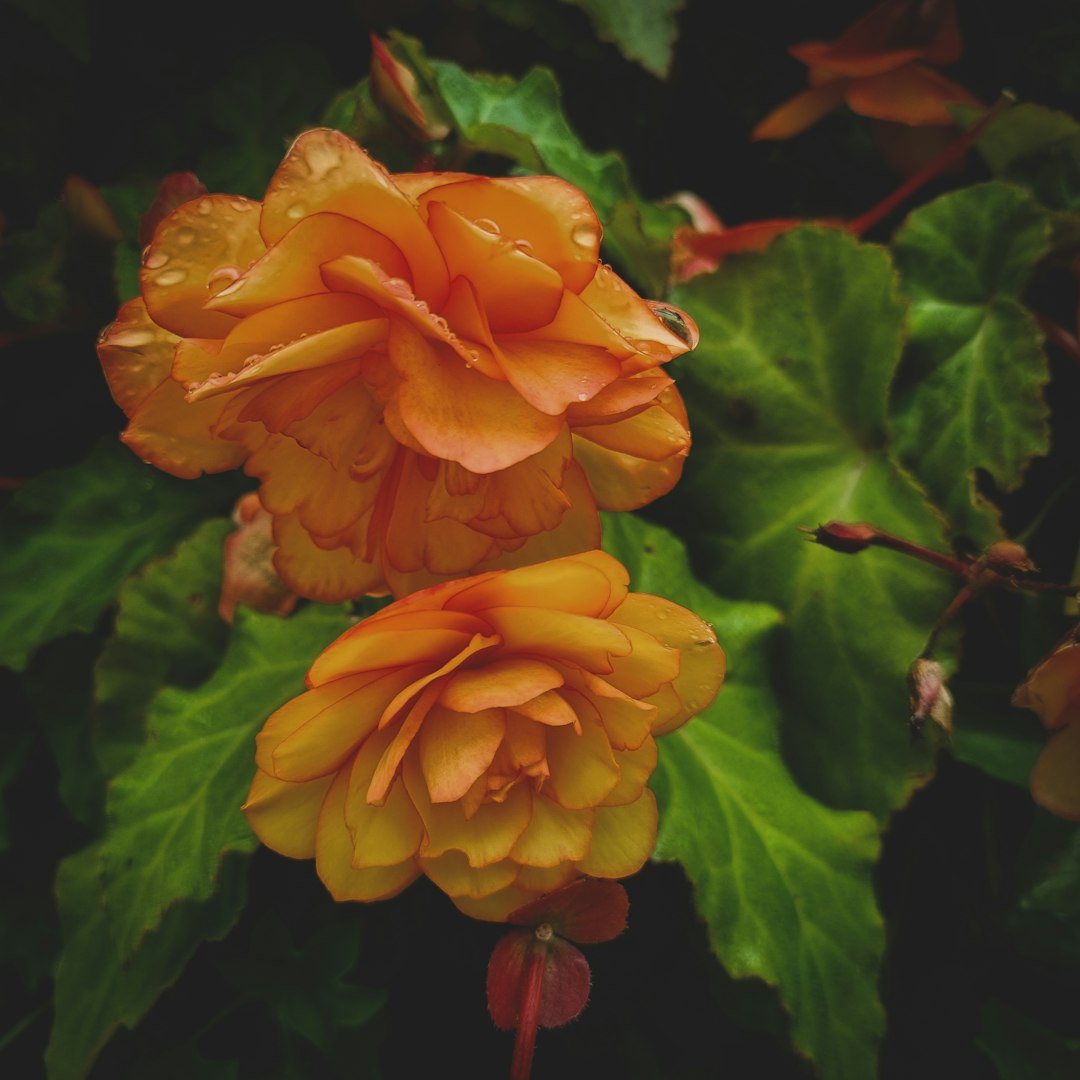 Begonia tubereux