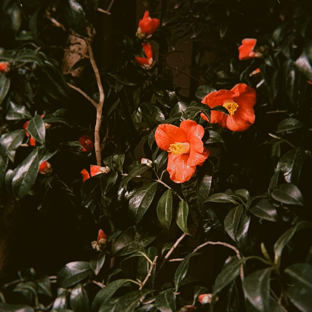 Camelia