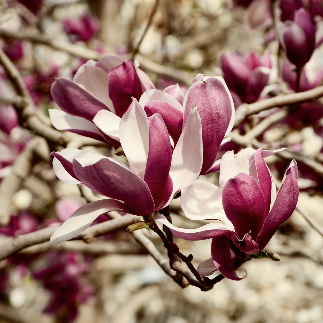 Magnolia