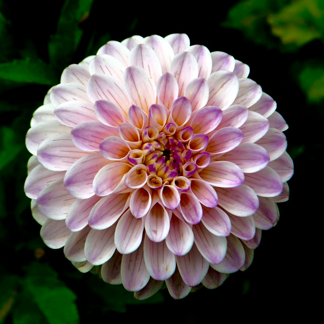 Dahlia