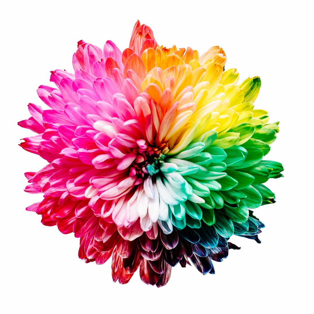 Chrysantheme