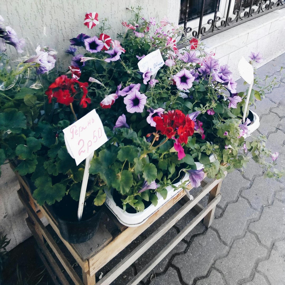 Petunia