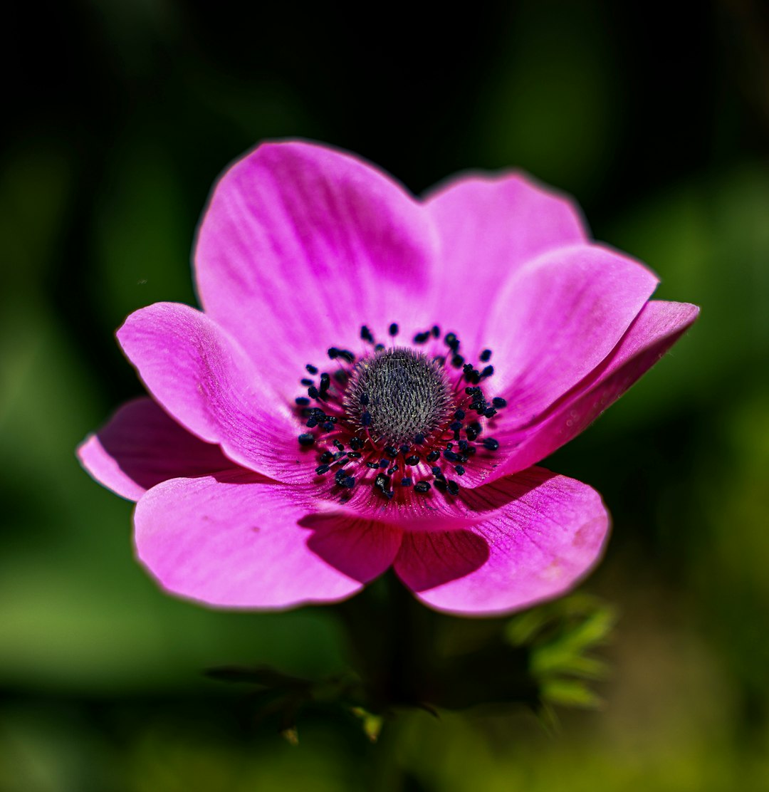 Anemone du Japon
