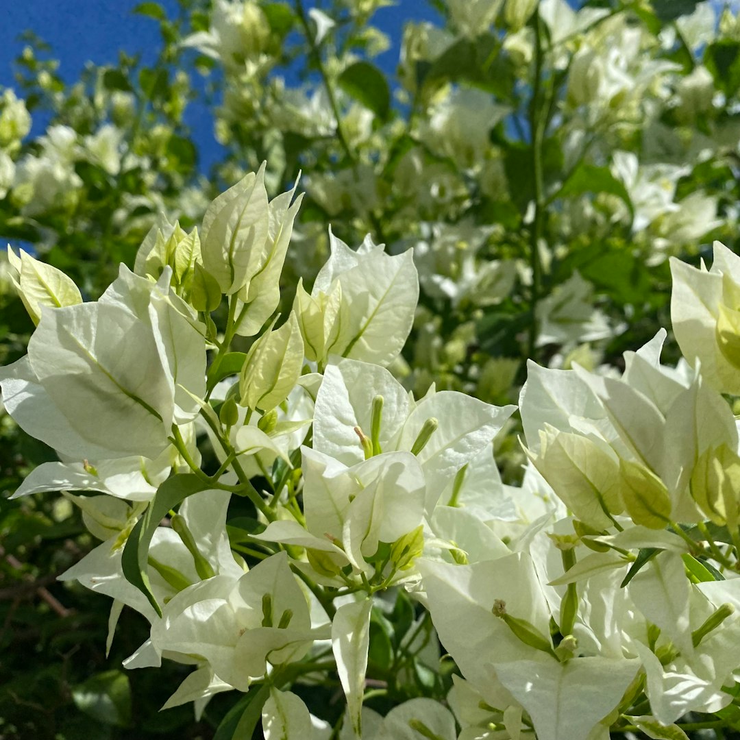 Bougainvillier