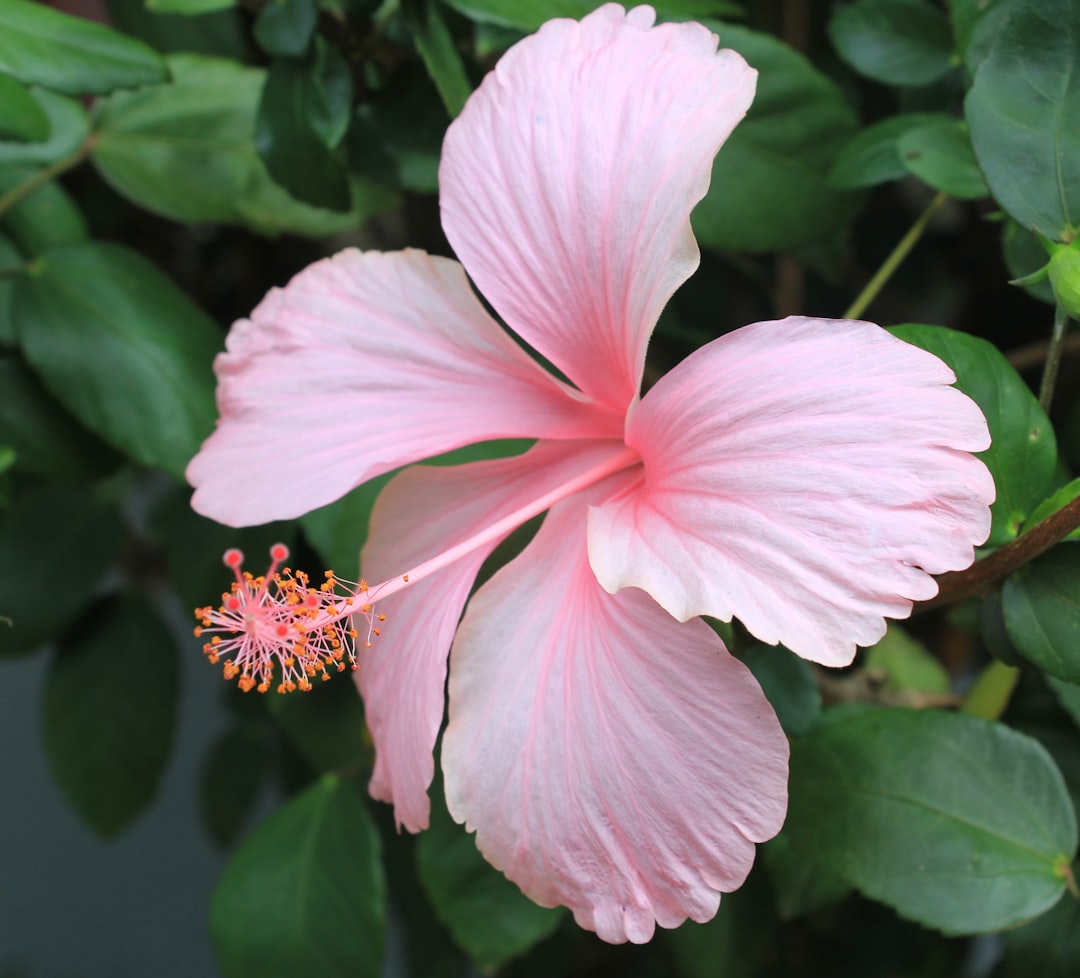 Hibiscus ornemental