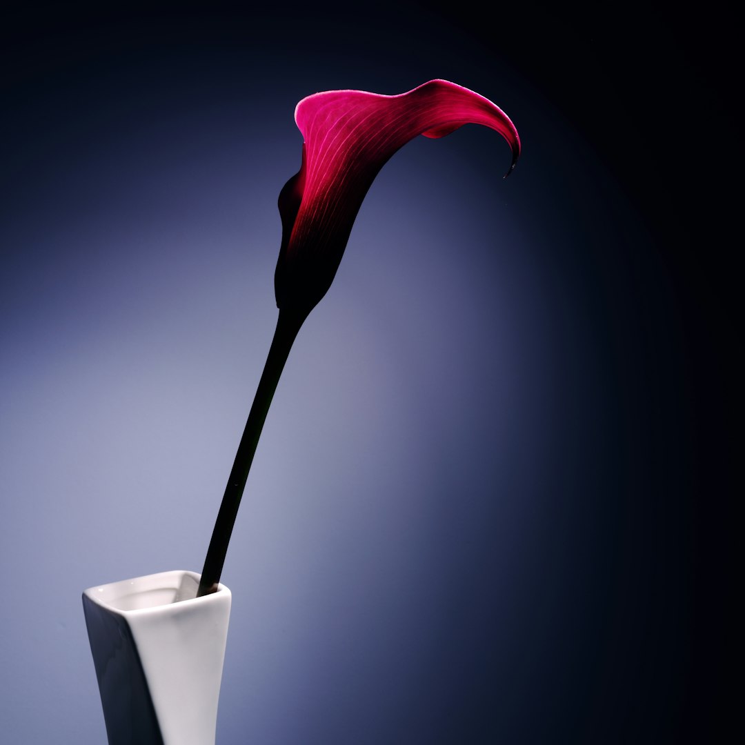 Calla