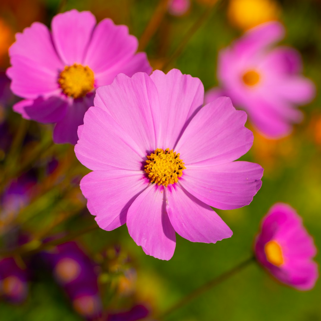 Cosmos
