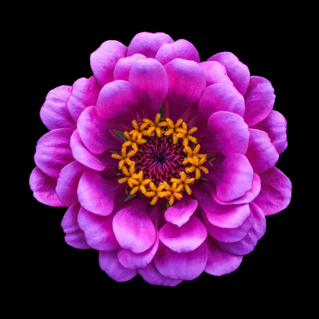 Zinnia