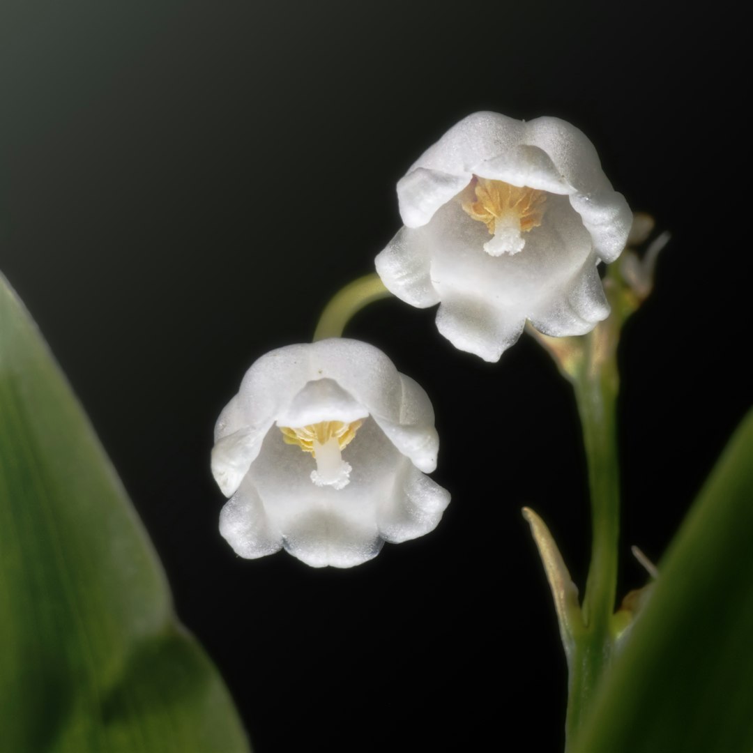 Muguet