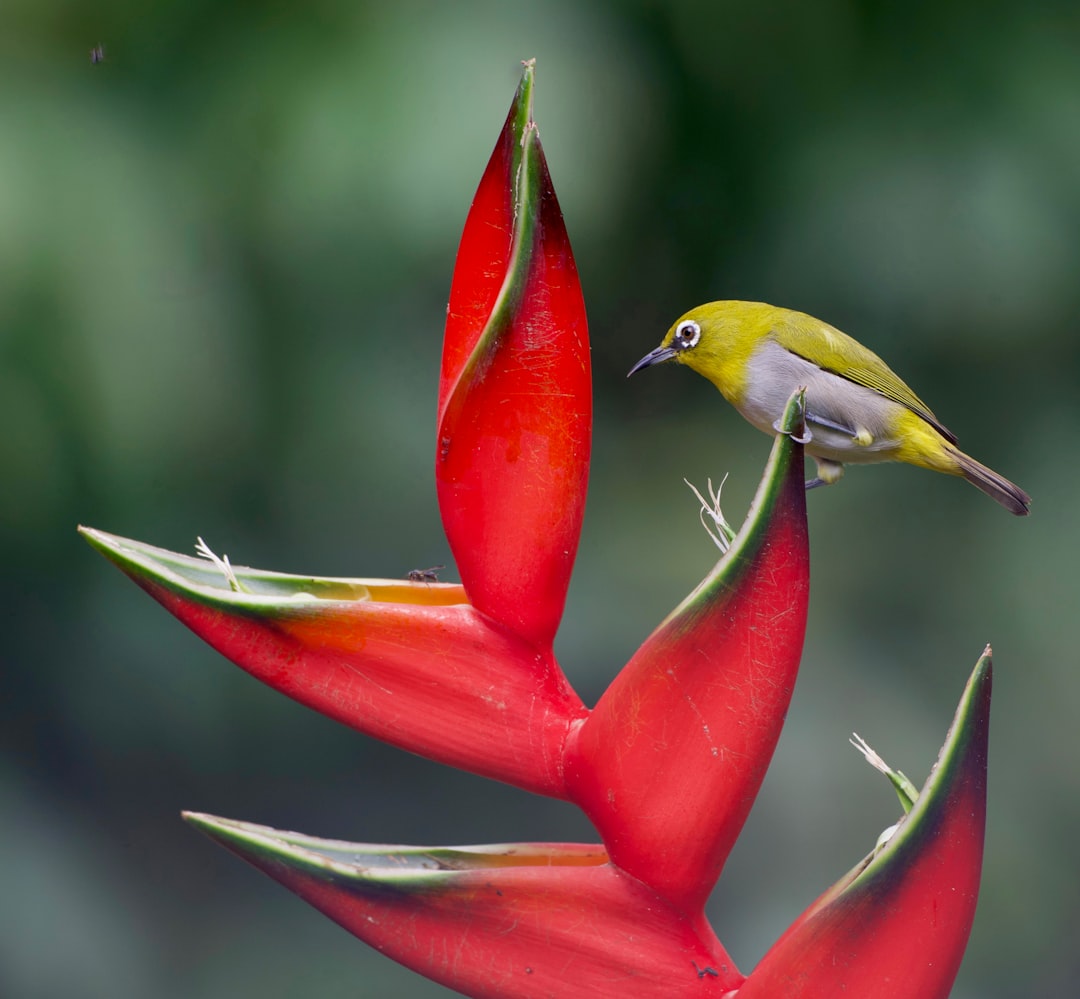 Heliconia