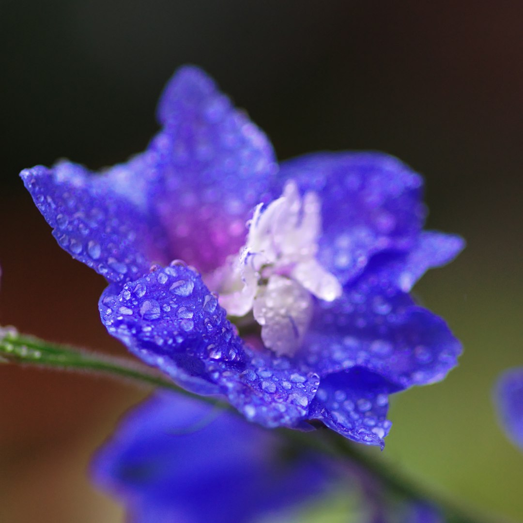 Delphinium