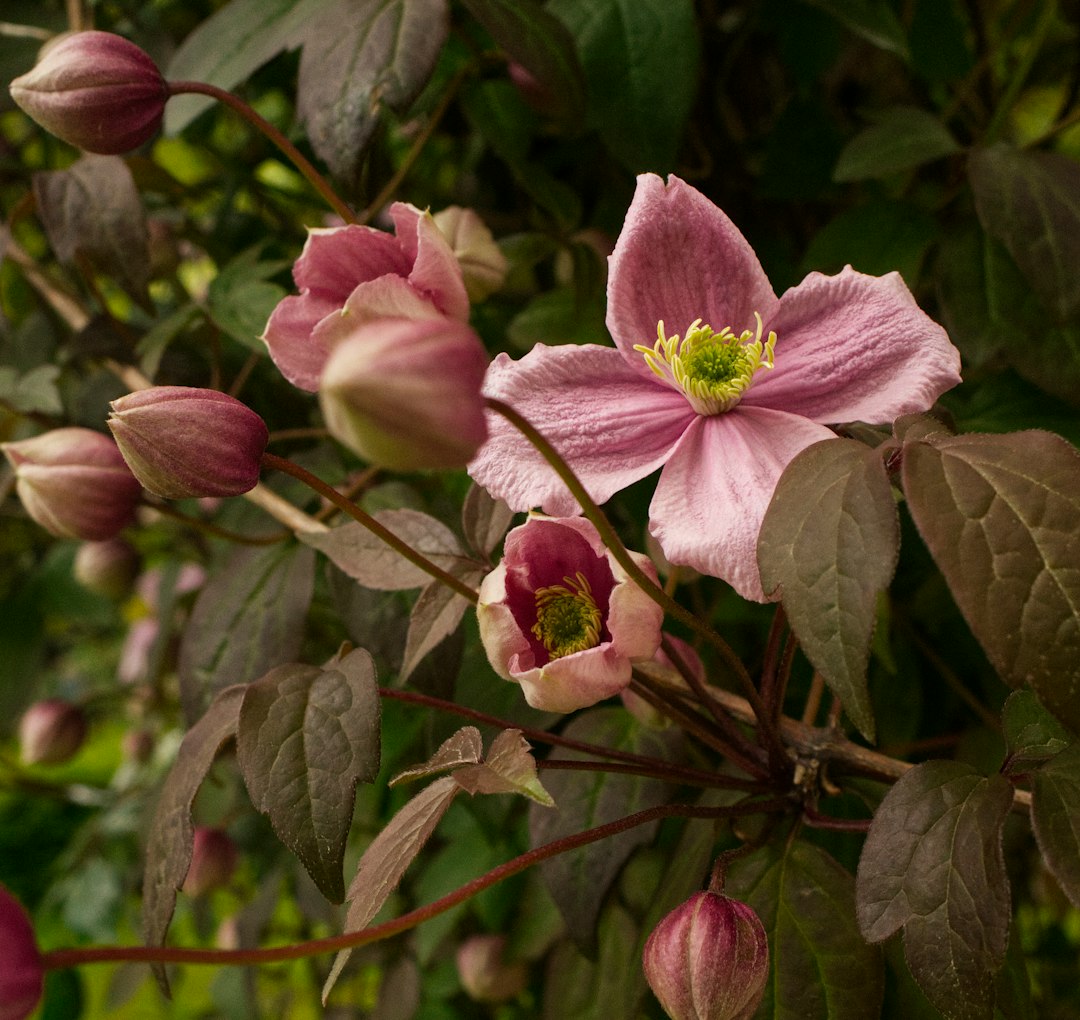 Clematite