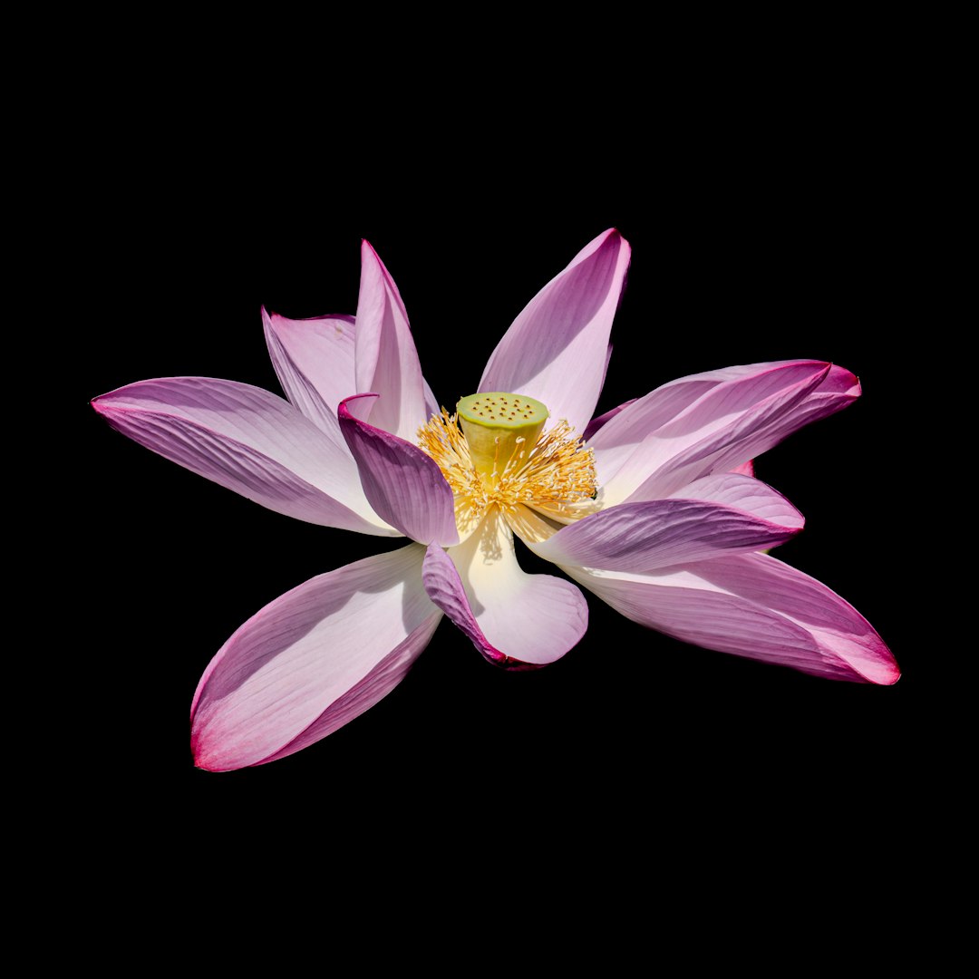 Lotus sacre