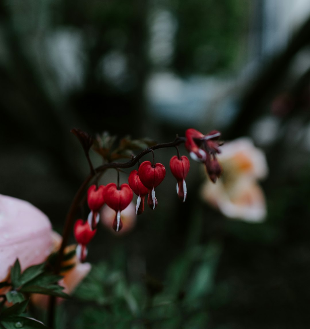 Coeur de Marie