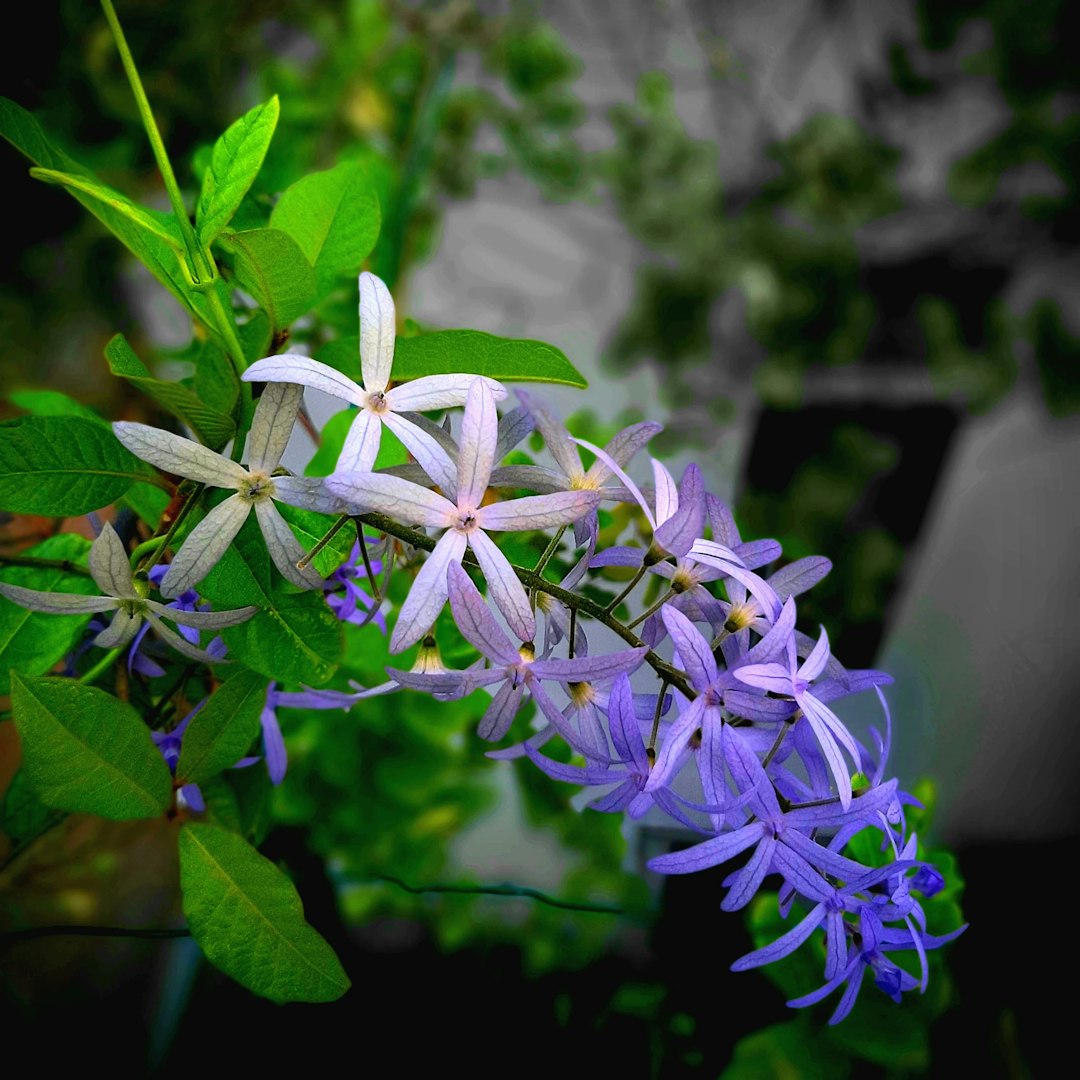 Wild Jasmine