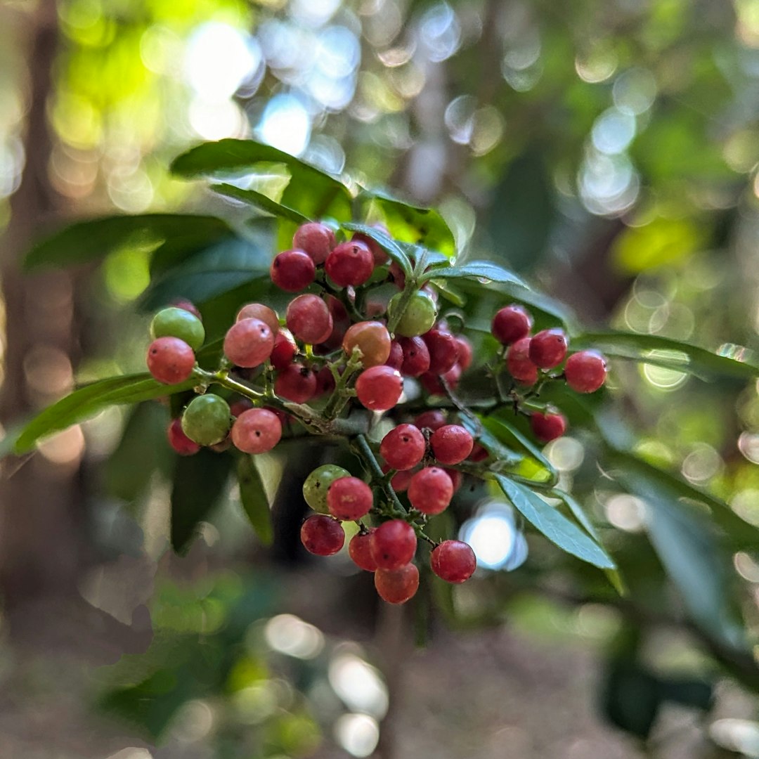Water Berry