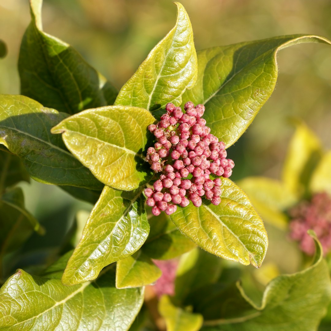 Wild Quinine