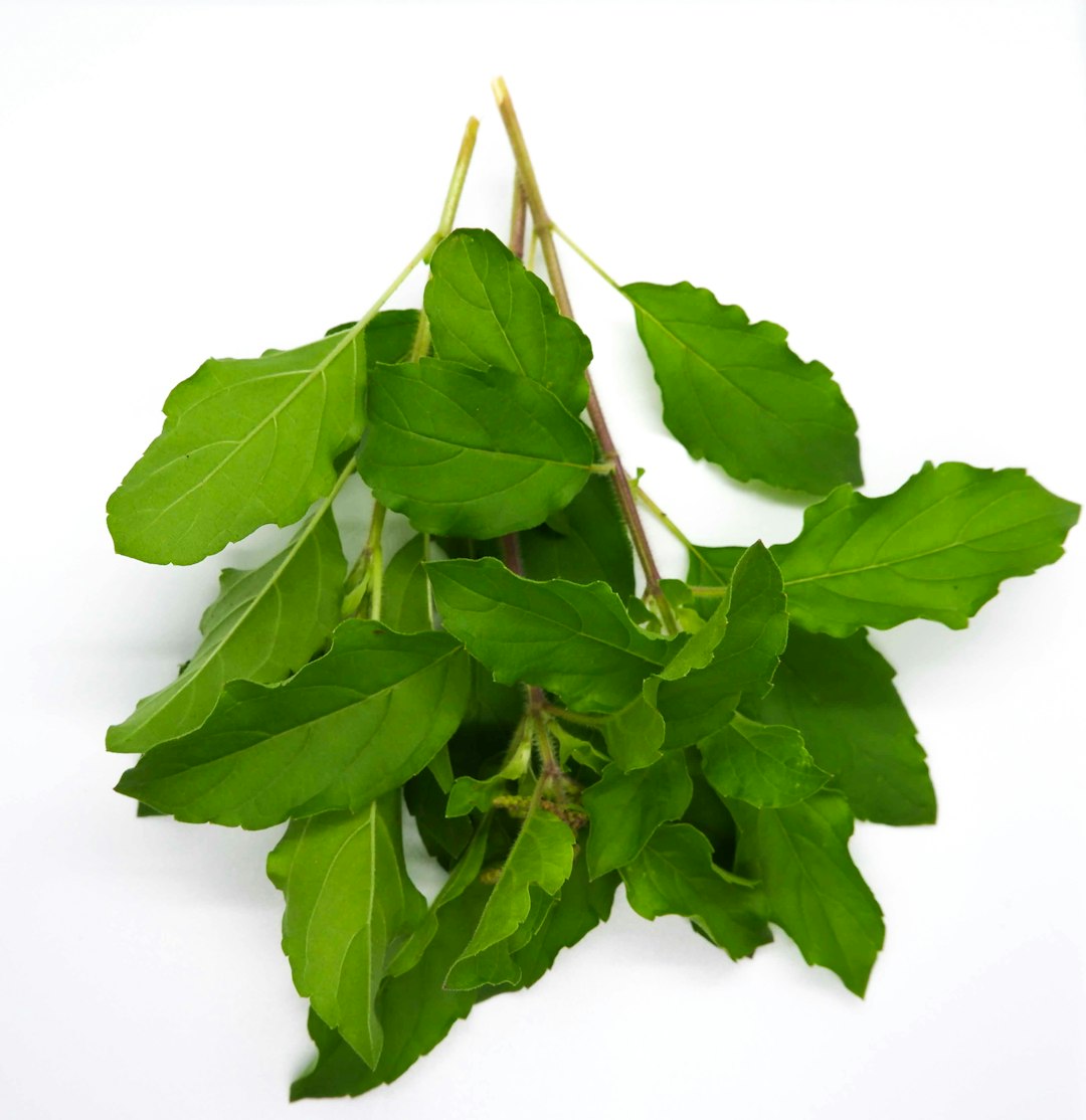 Wild Basil