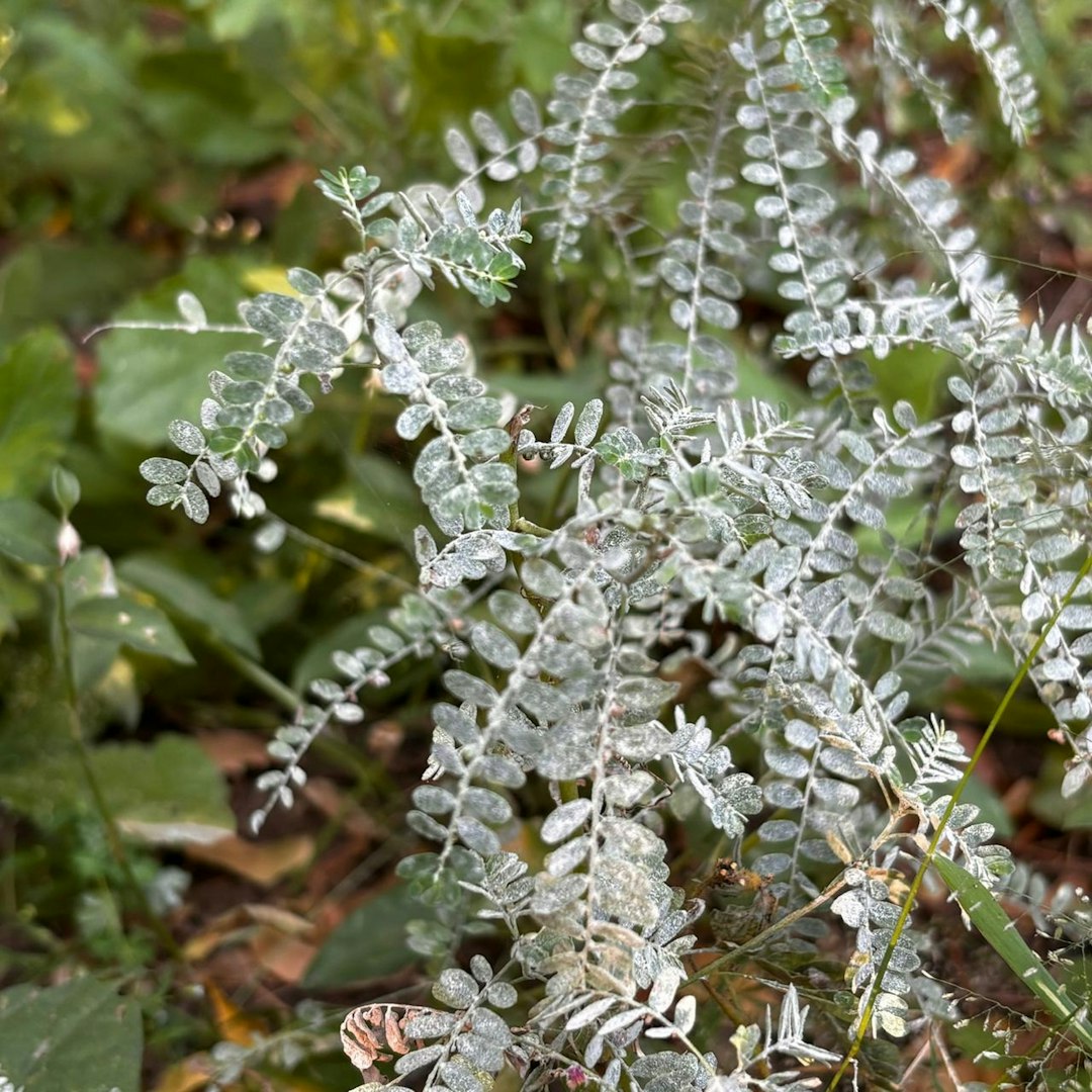 Silver Cluster Leaf