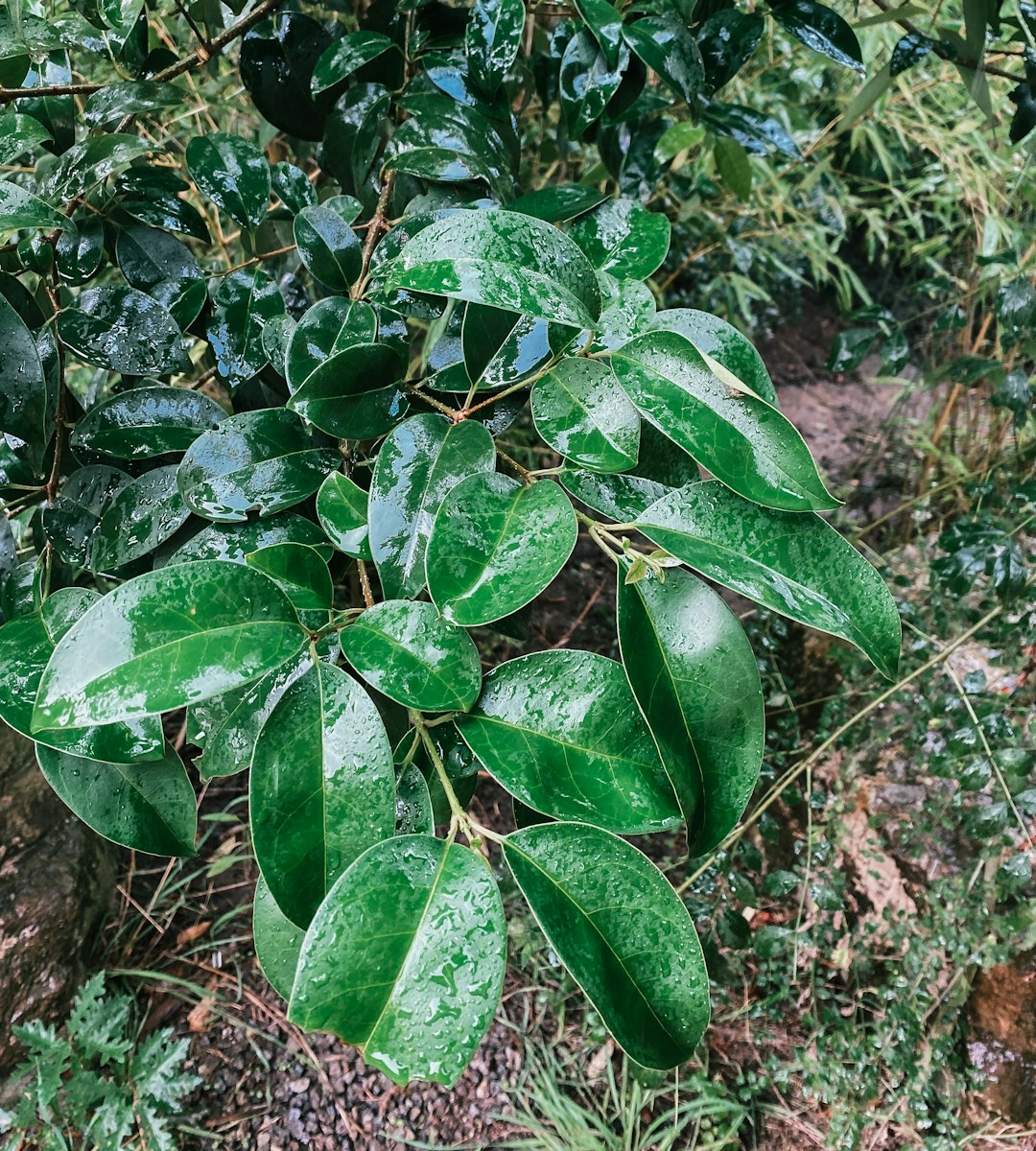African Rock Fig