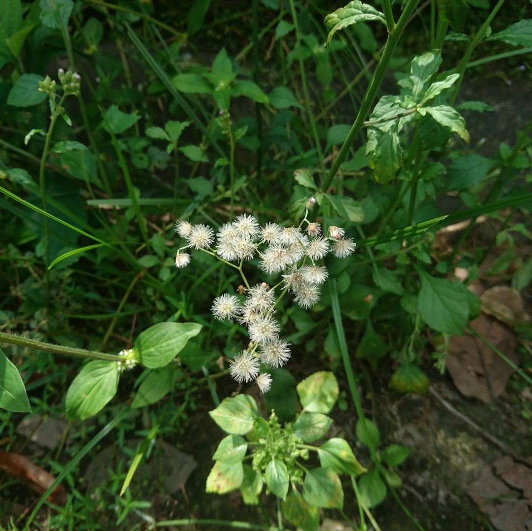 Wild Cotton