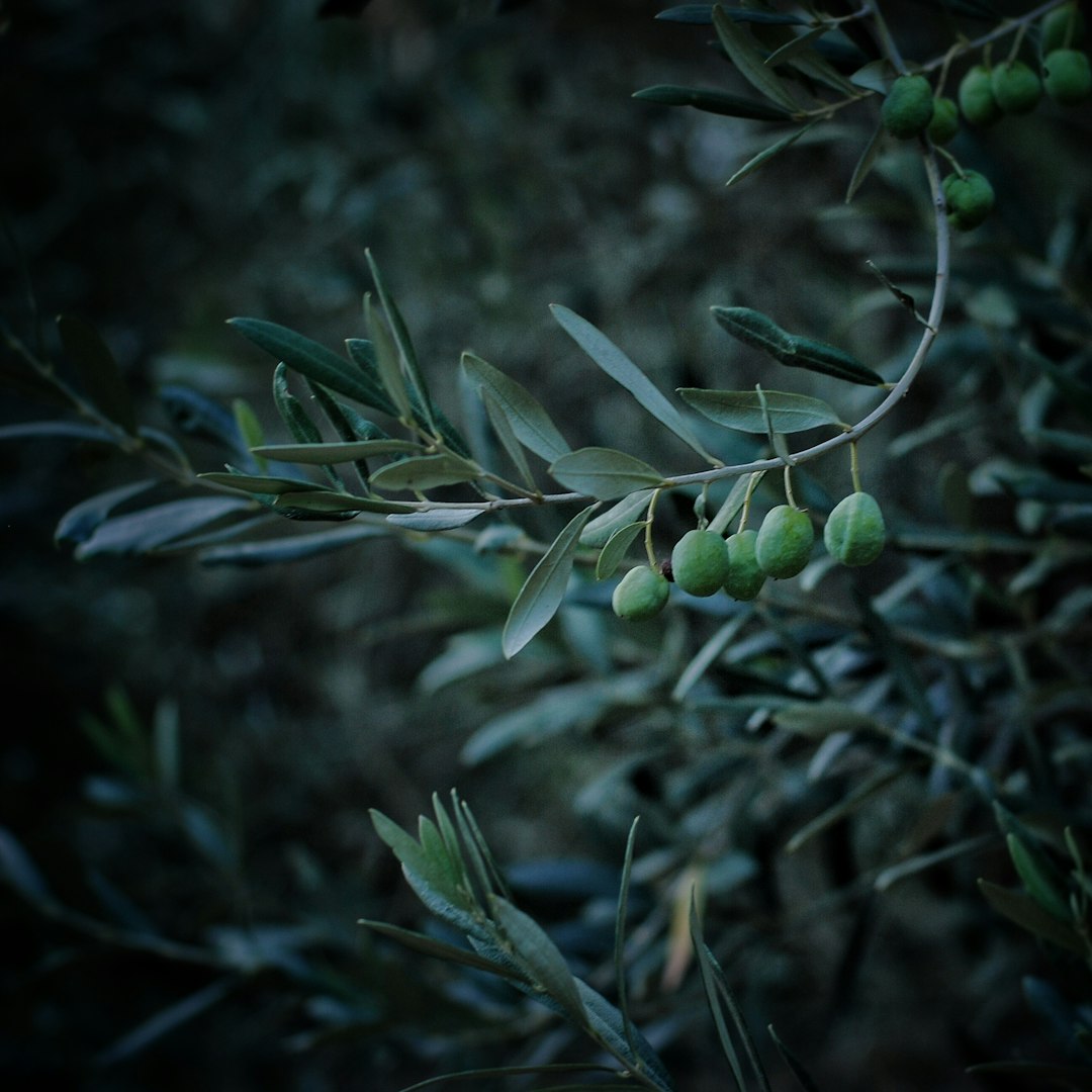 Wild Olive