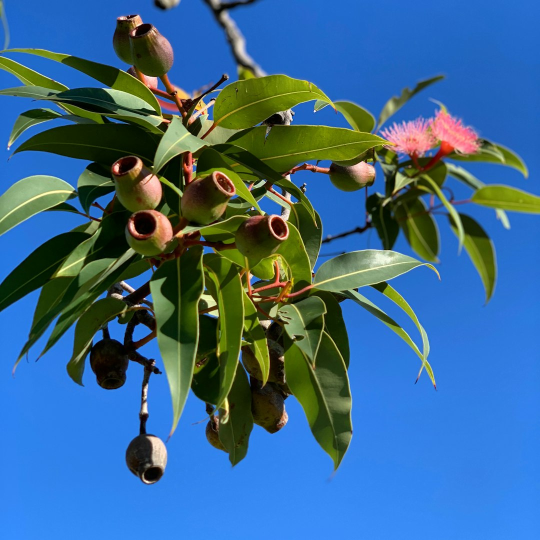 Bushwillow