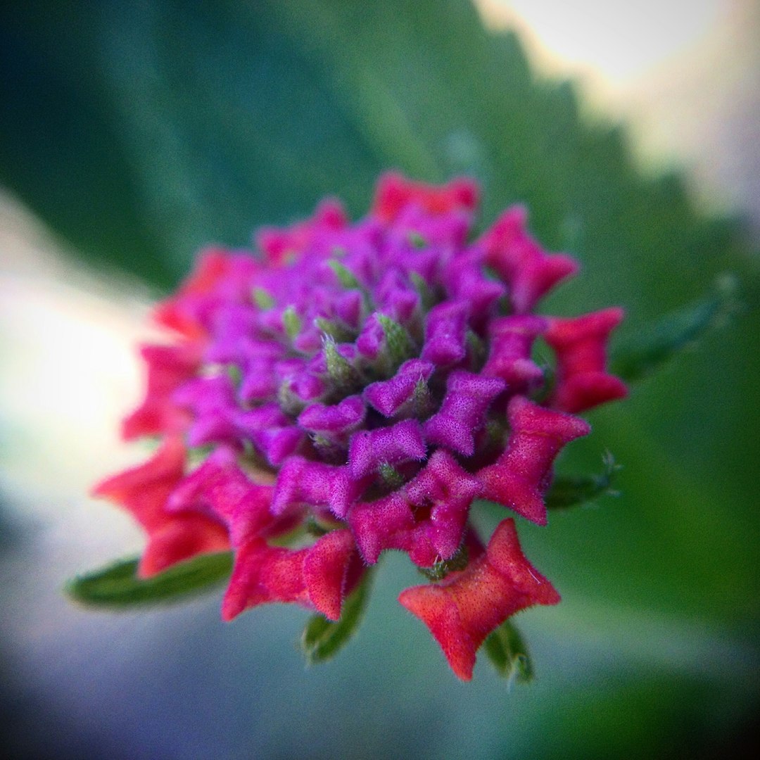 African Spinach