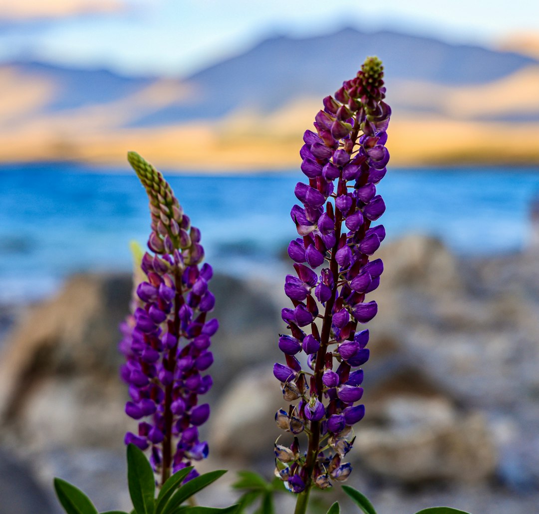 Lupin vivace