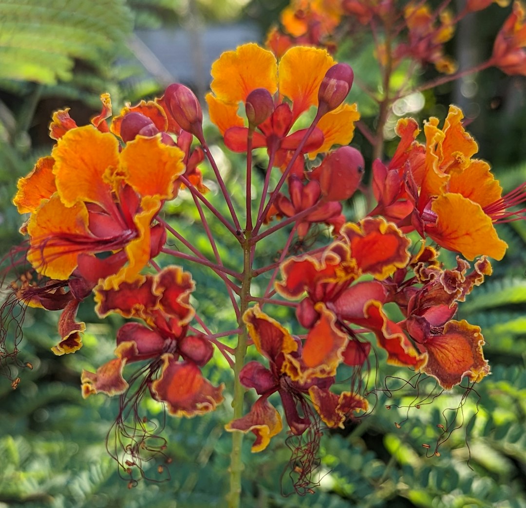 Flamboyant