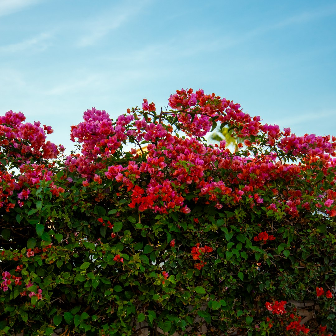 Bougainvillier rouge