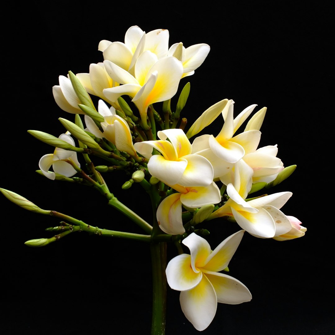 Frangipanier blanc
