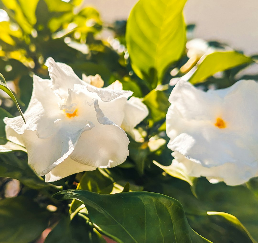 Jasmin du Cap