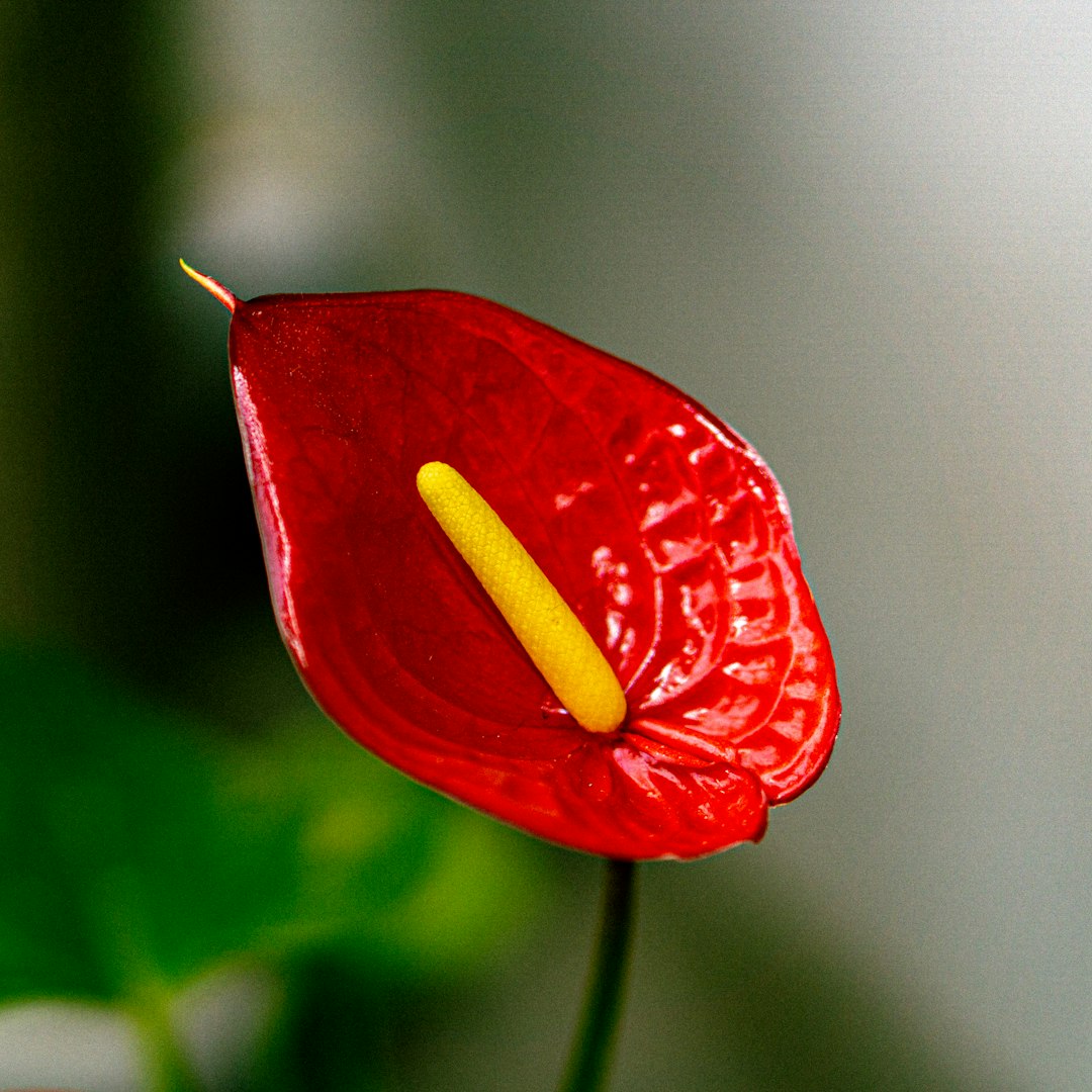 Anthurium rouge
