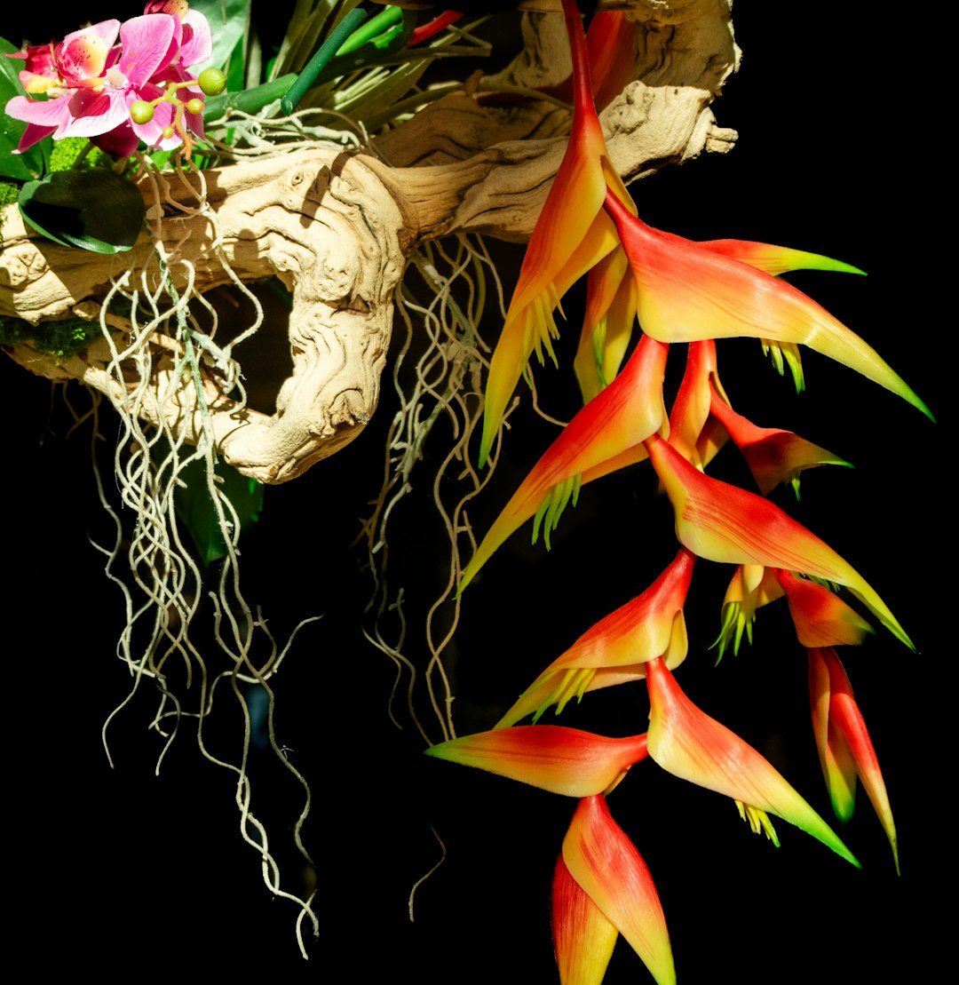 Heliconia rouge