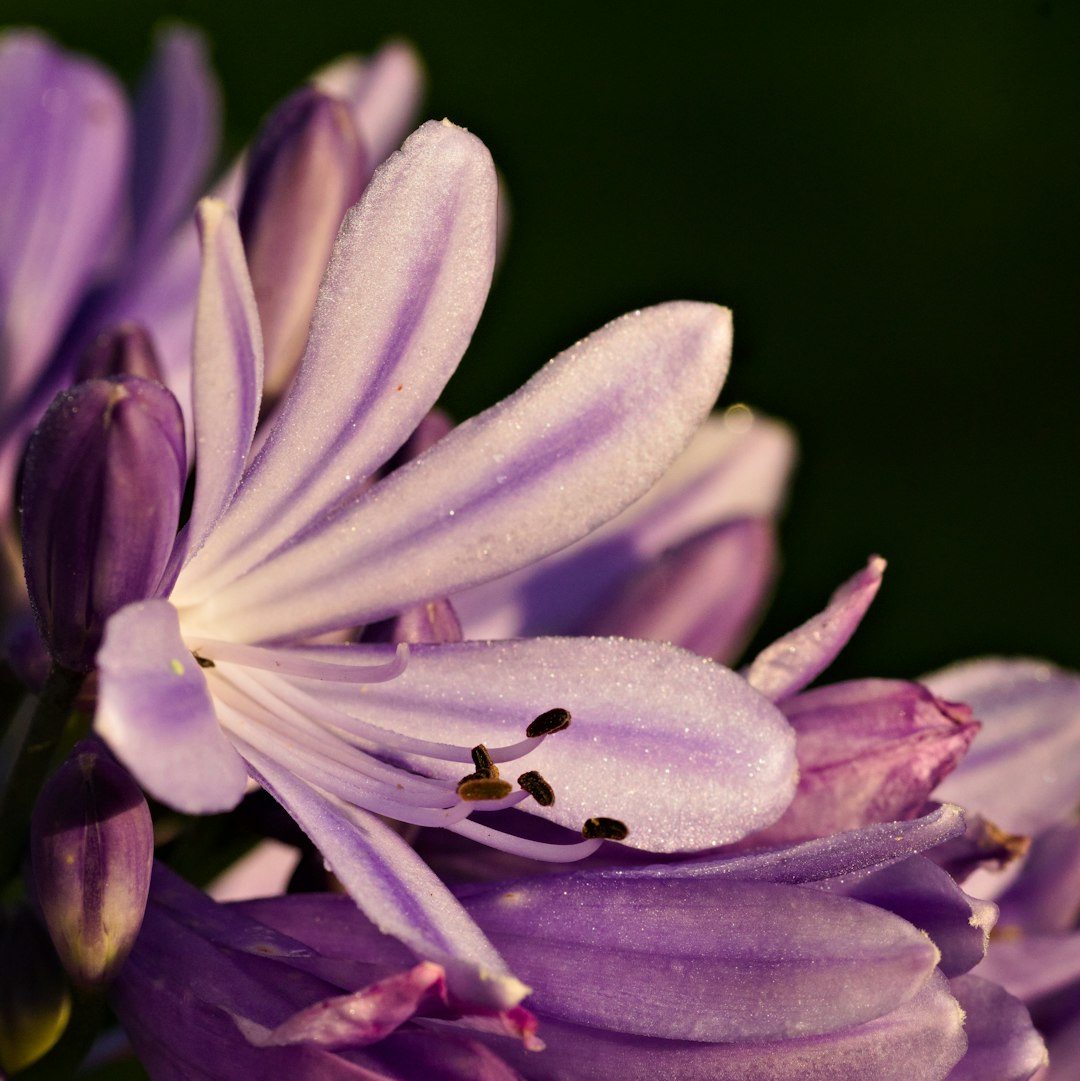 Agapanthe bleu