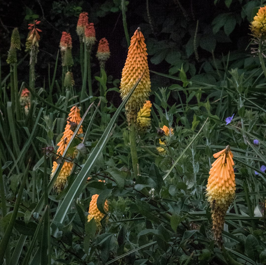 Kniphofia orange