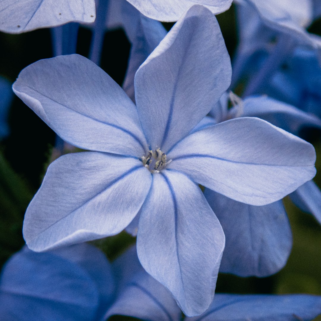 Plumbago bleu