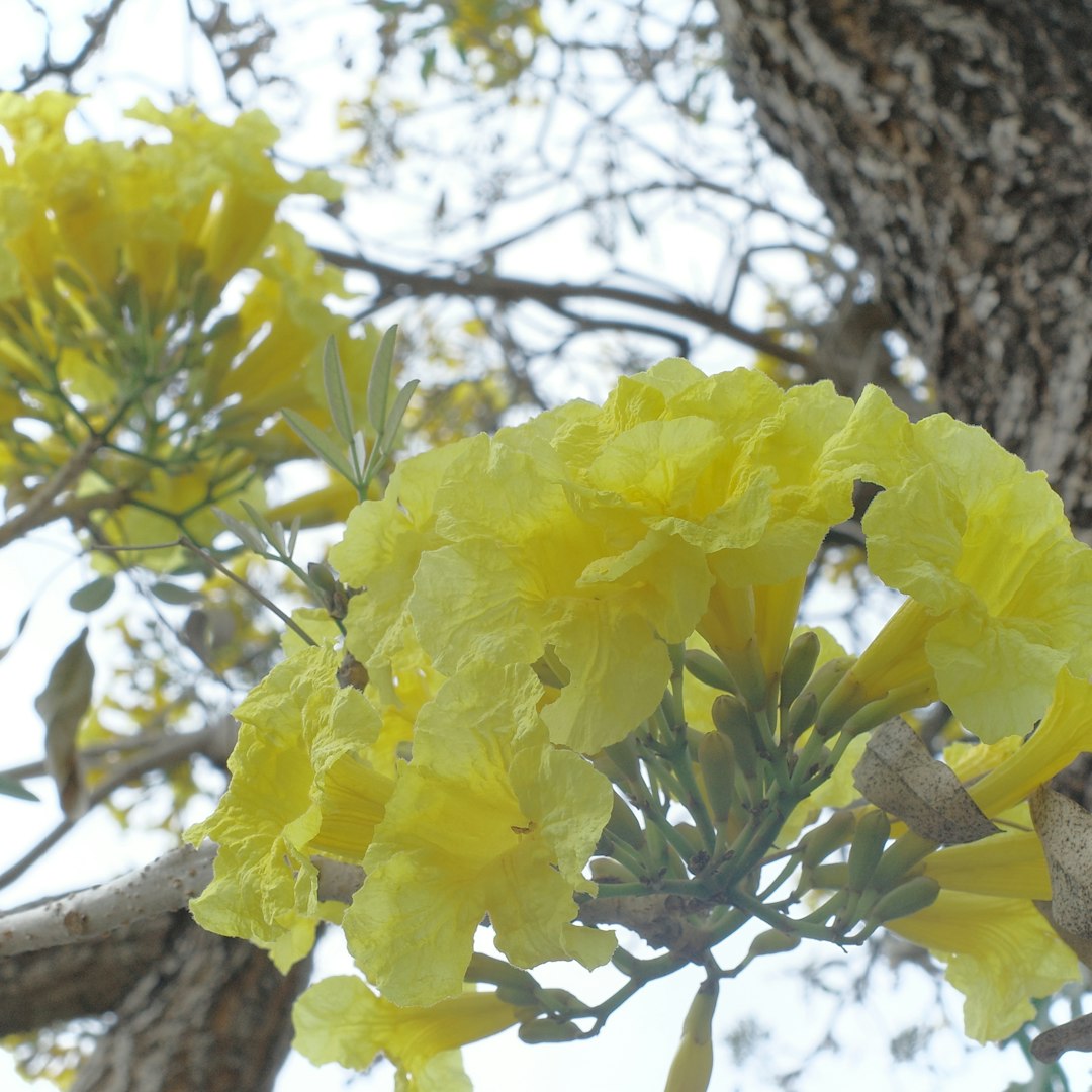 Tecoma jaune