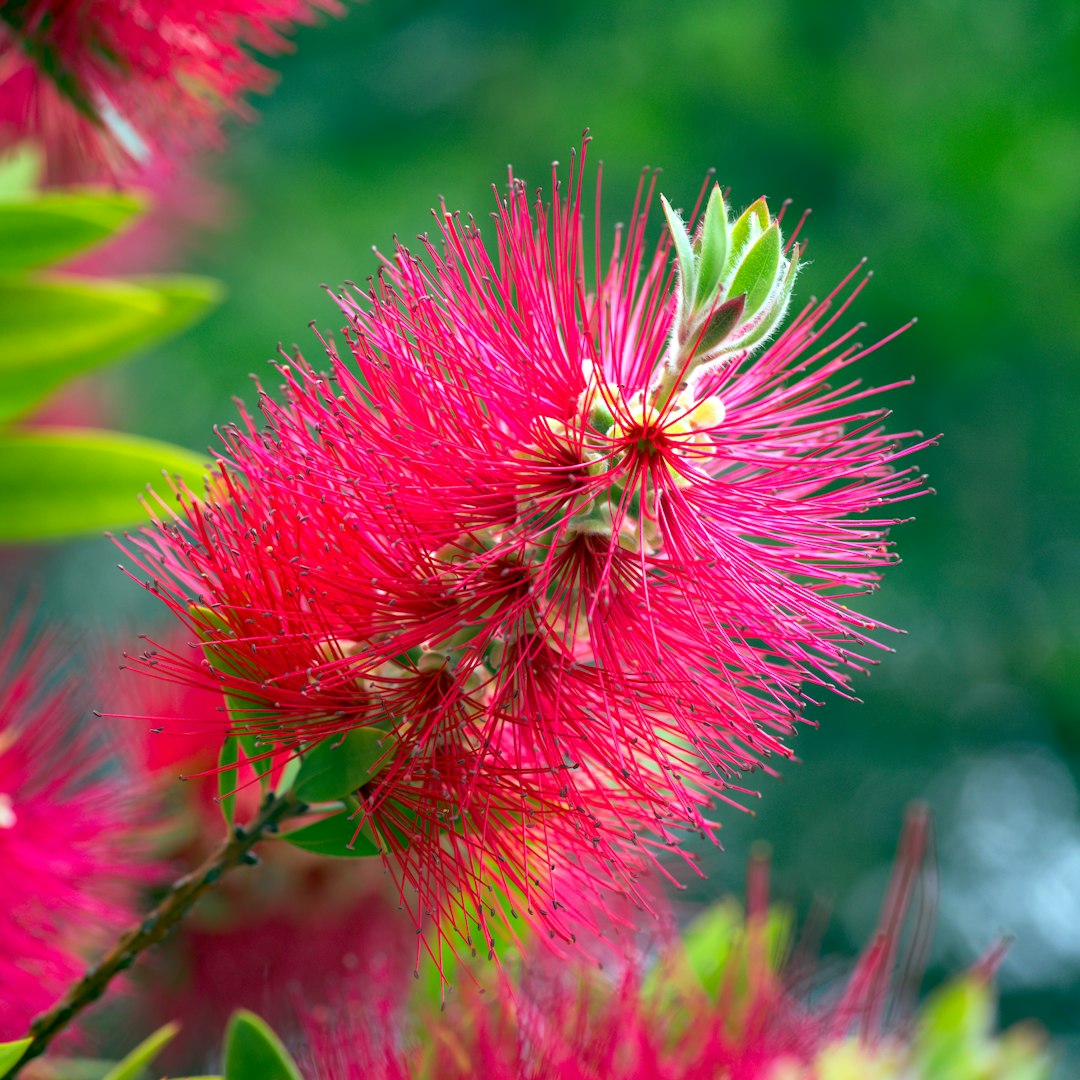 Callistemon rouge