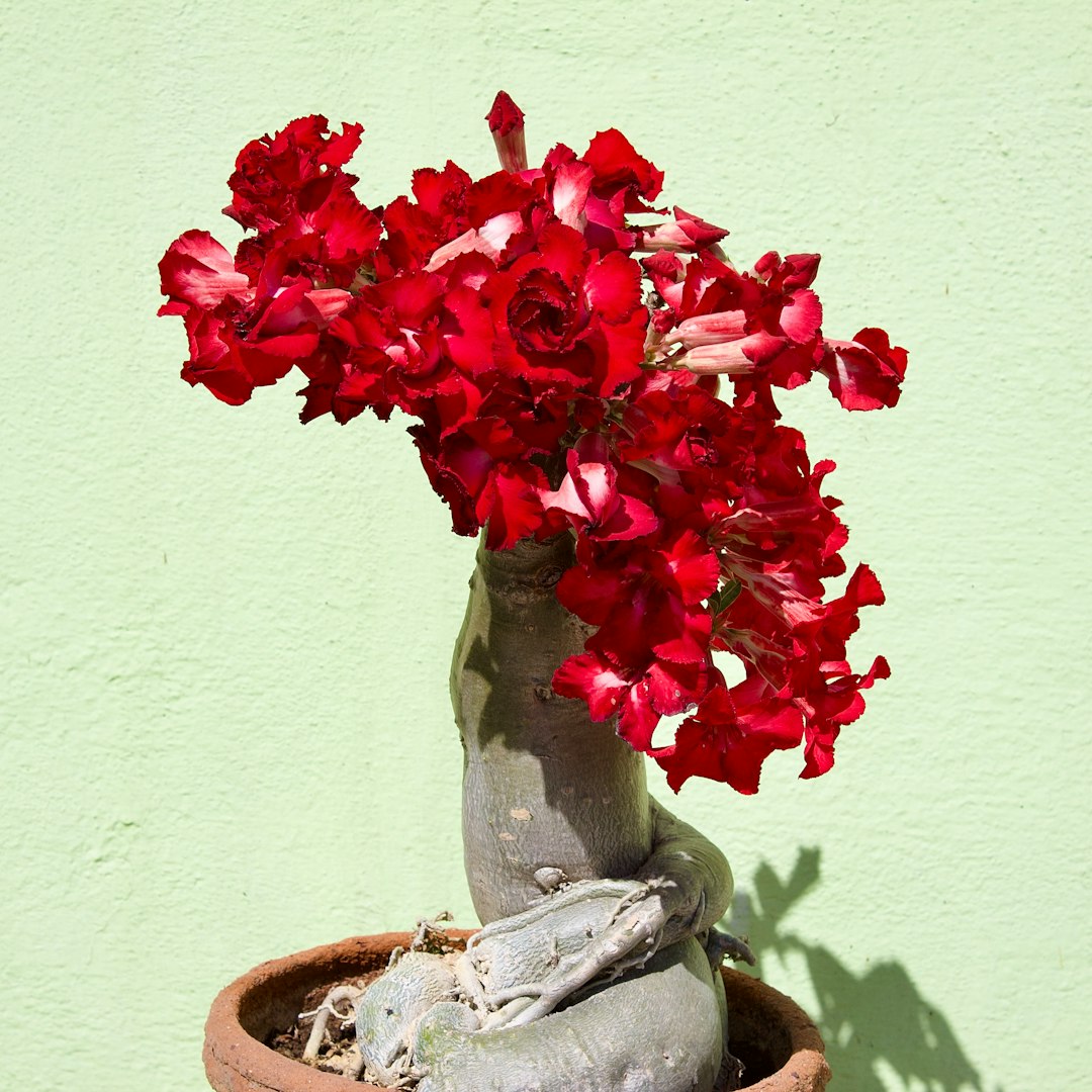 Adenium rose