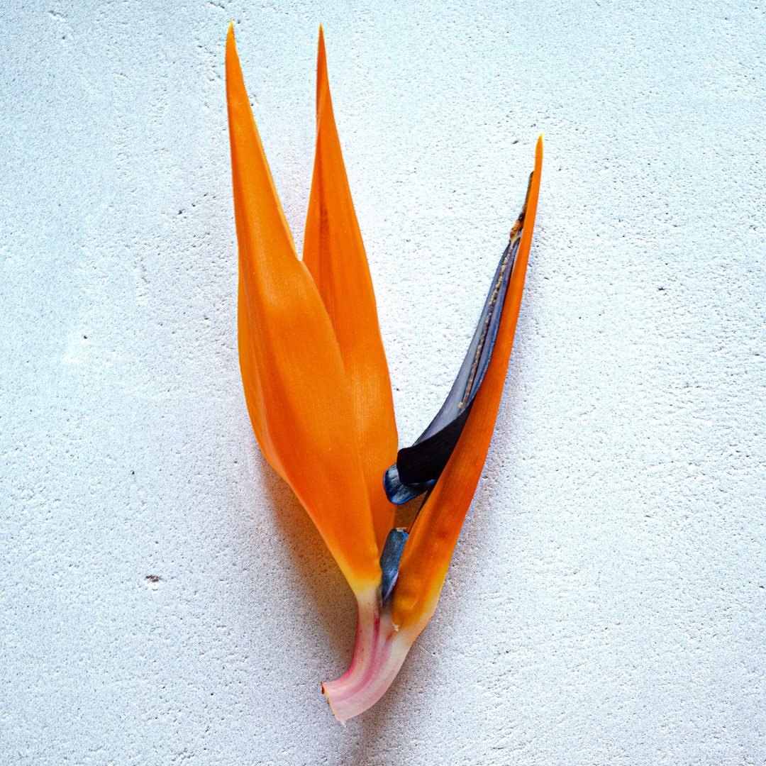 Strelitzia géant