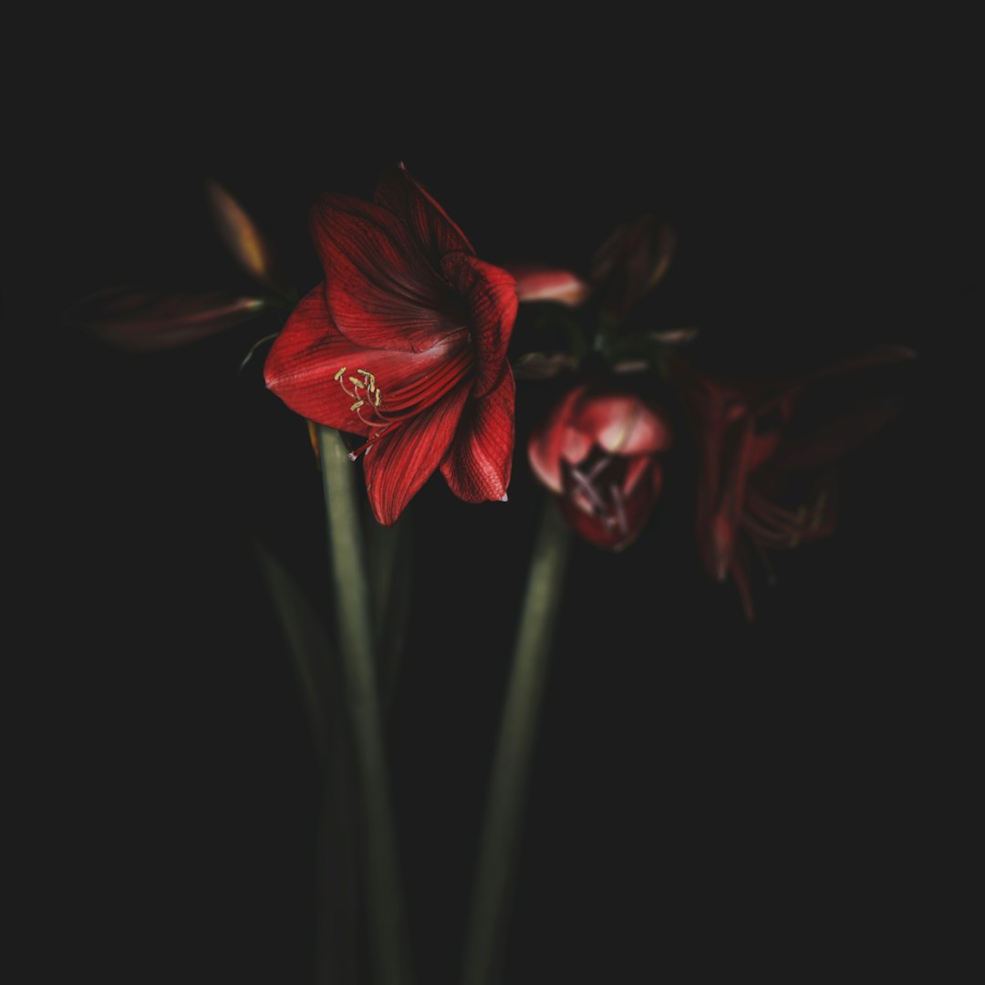 Amaryllis rouge