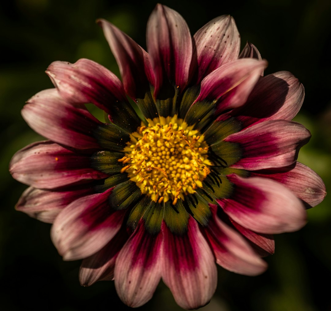 Gazania orange