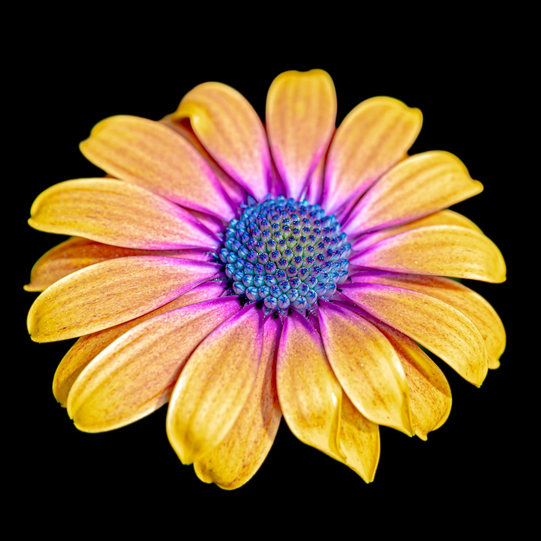 Dimorphotheca blanc