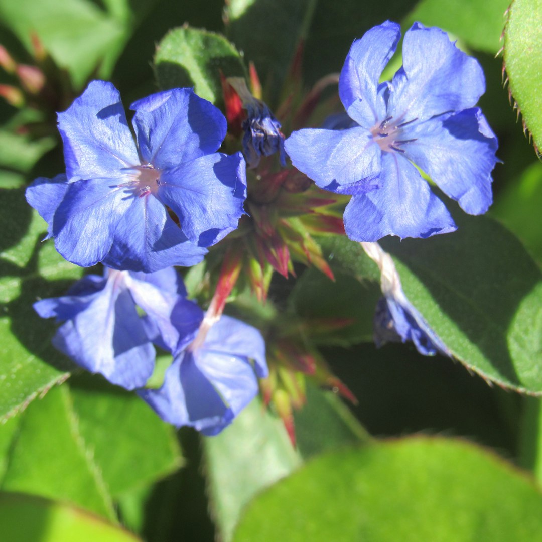 Lobelia bleu