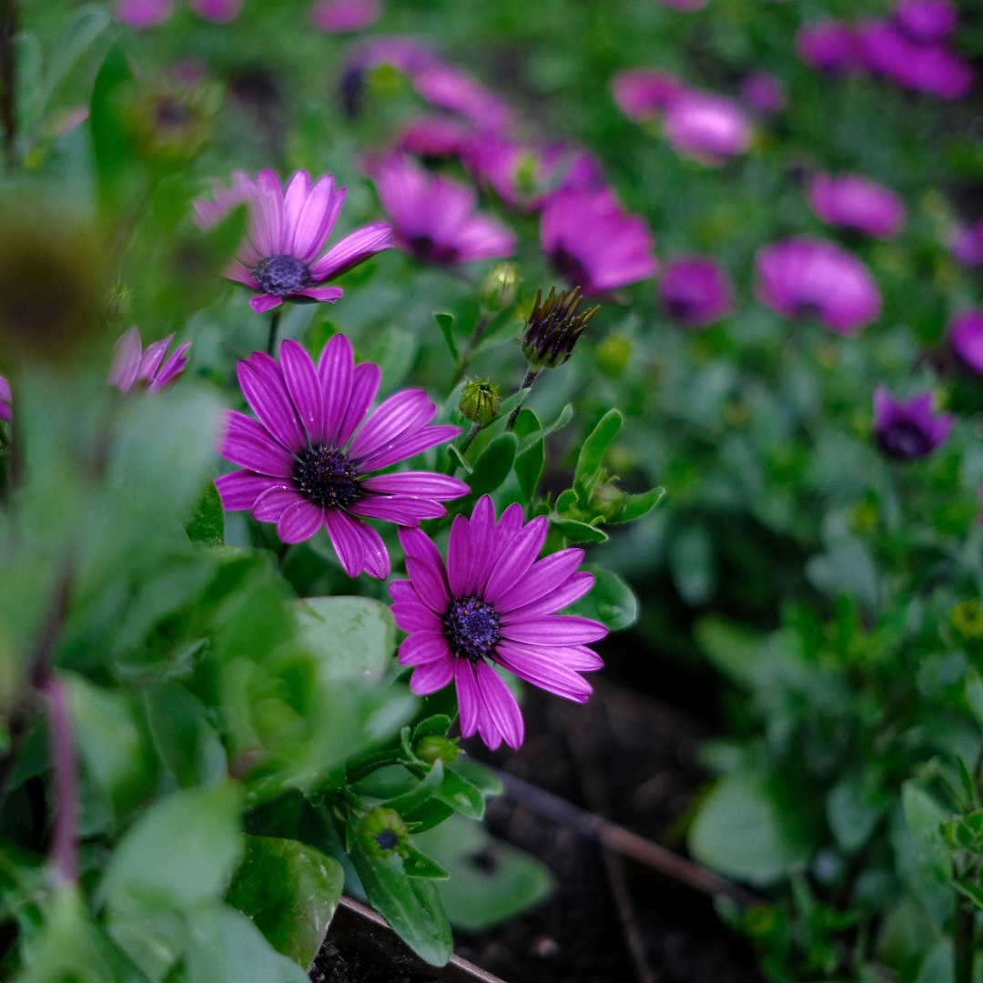 Osteospermum violet