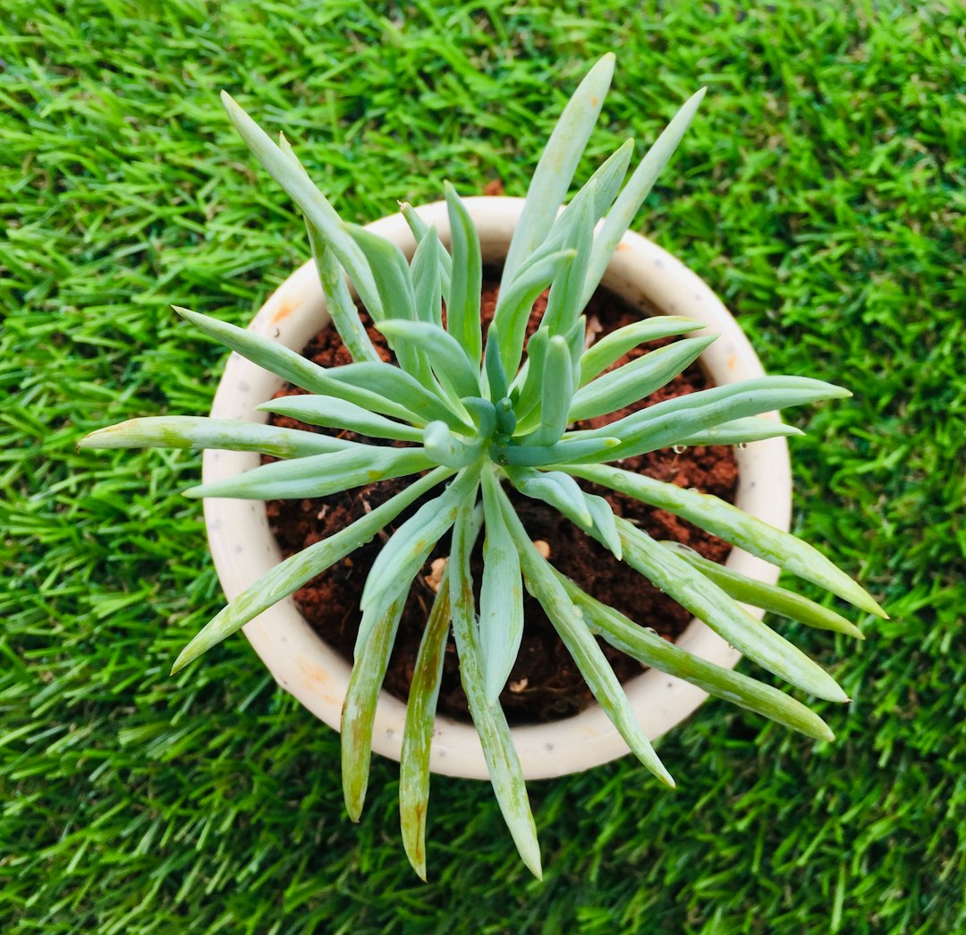 Senecio bleu