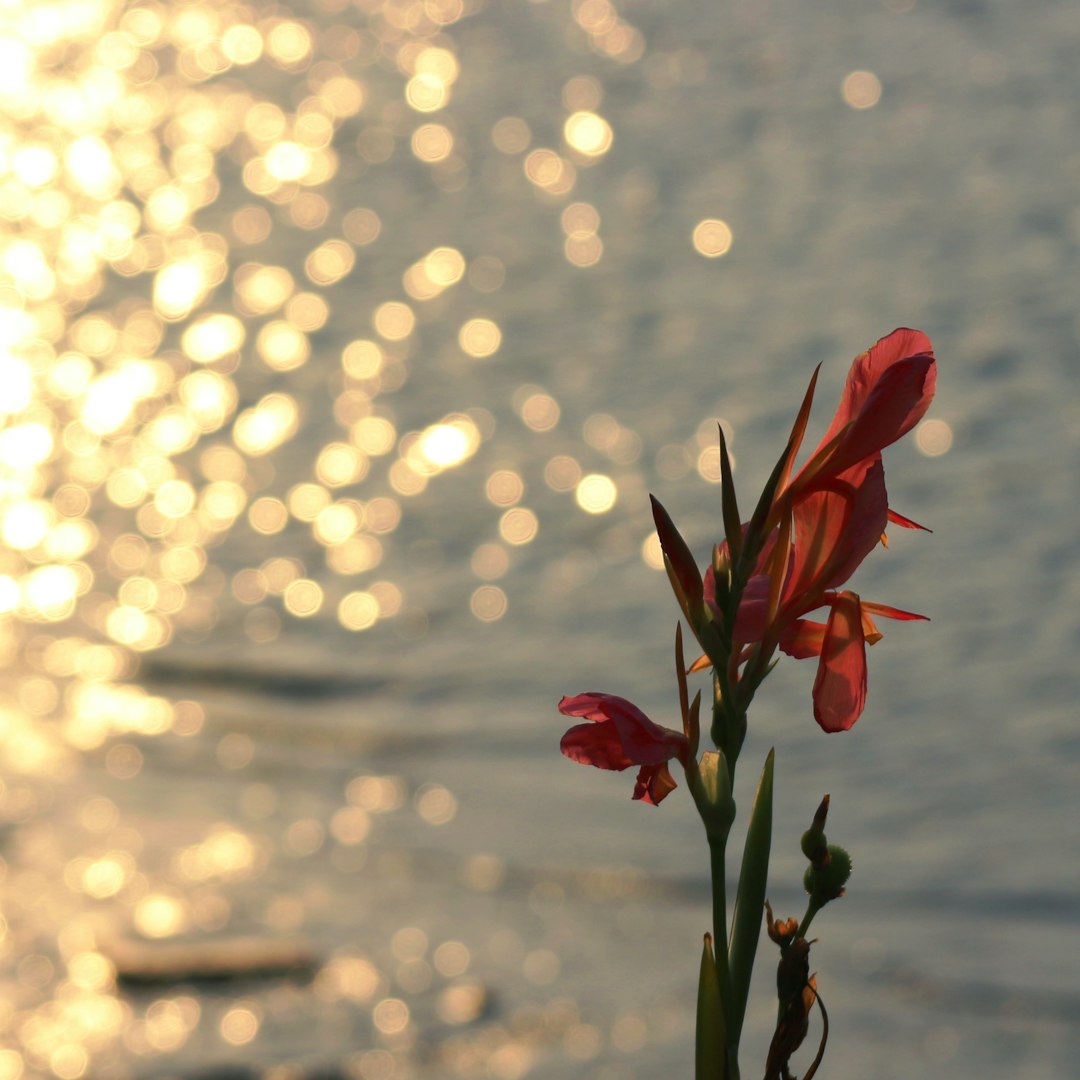 Canna rouge
