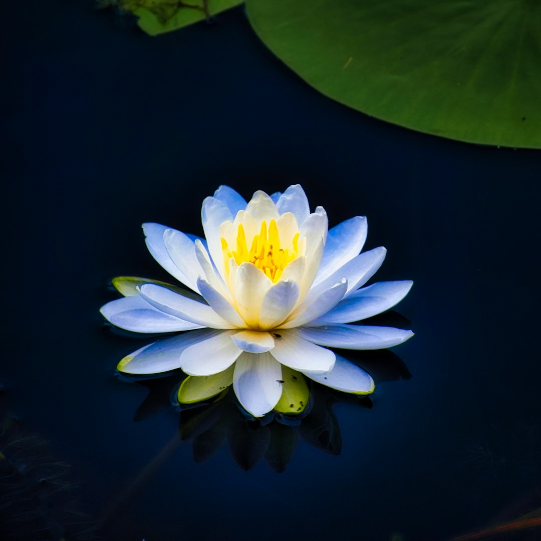 Nymphaea blanc